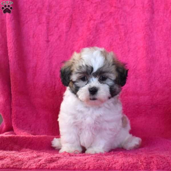 Cookie, Teddy Bear Puppy