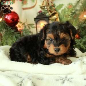 Cookie, Yorkie Poo Puppy