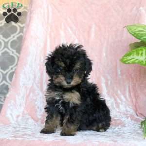 Cookie, Toy Poodle Puppy