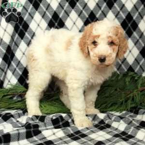 Cookie, Goldendoodle Puppy