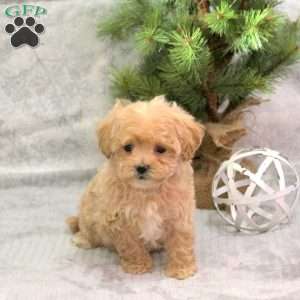 Cookie, Maltipoo Puppy