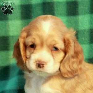 Cookie, Cocker Spaniel Puppy