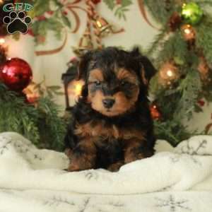 Cookie, Yorkie Poo Puppy