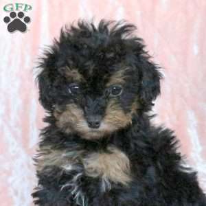 Cookie, Toy Poodle Puppy