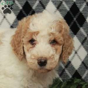 Cookie, Goldendoodle Puppy