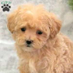 Cookie, Maltipoo Puppy