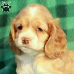 Cookie, Cocker Spaniel Puppy