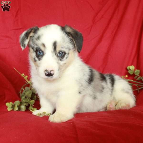 Cookie, Pembroke Welsh Corgi Puppy