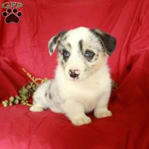 Cookie, Pembroke Welsh Corgi Puppy