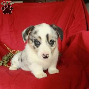 Cookie, Pembroke Welsh Corgi Puppy