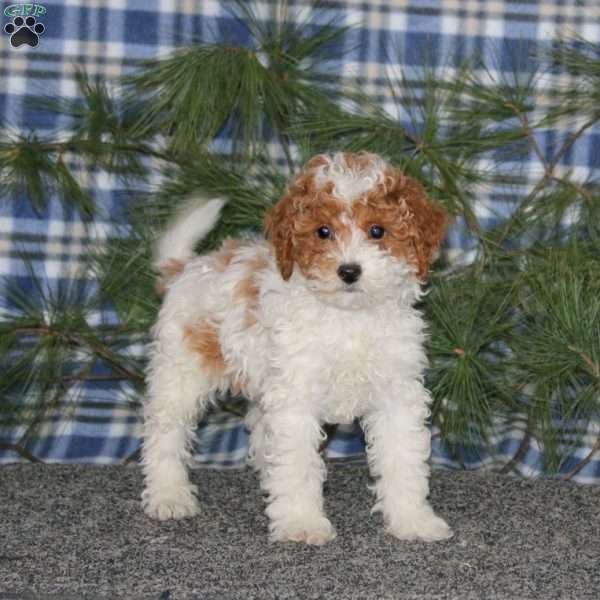 Cookie, Miniature Poodle Puppy