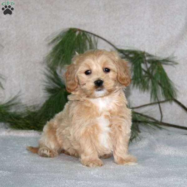 Cookie, Maltipoo Puppy