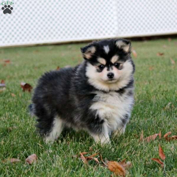 Cookie, Pomsky Puppy