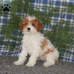 Cookie, Miniature Poodle Puppy