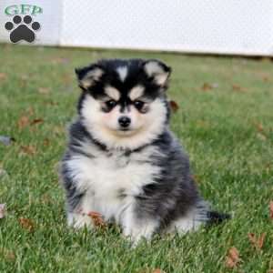Cookie, Pomsky Puppy