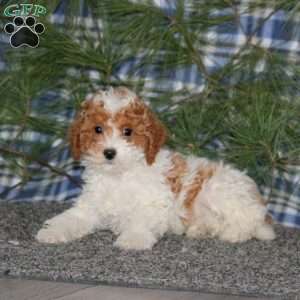 Cookie, Miniature Poodle Puppy