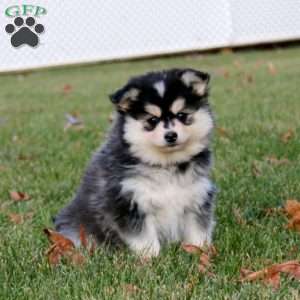 Cookie, Pomsky Puppy