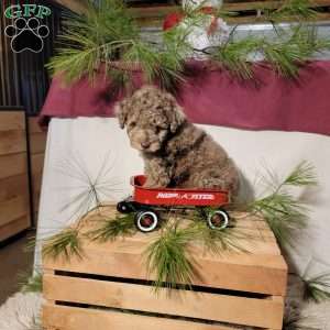 Cookie, Miniature Poodle Puppy