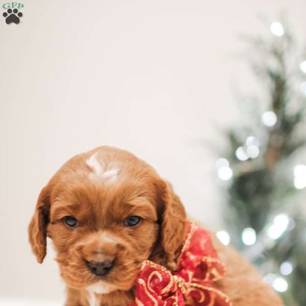 Cookie, Cavapoo Puppy