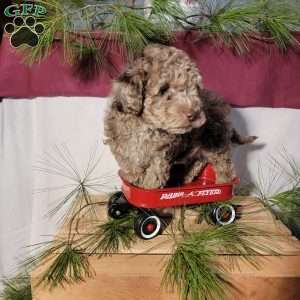 Cookie, Miniature Poodle Puppy