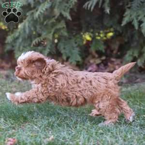 Cooper, Cavapoo Puppy