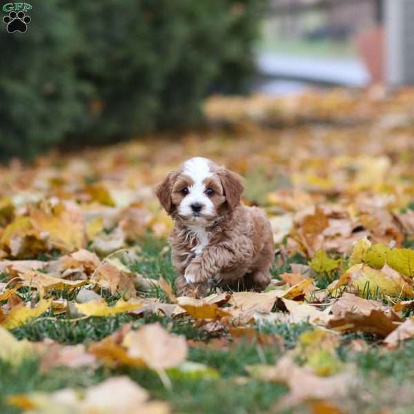 Cooper, Cavapoo Puppy