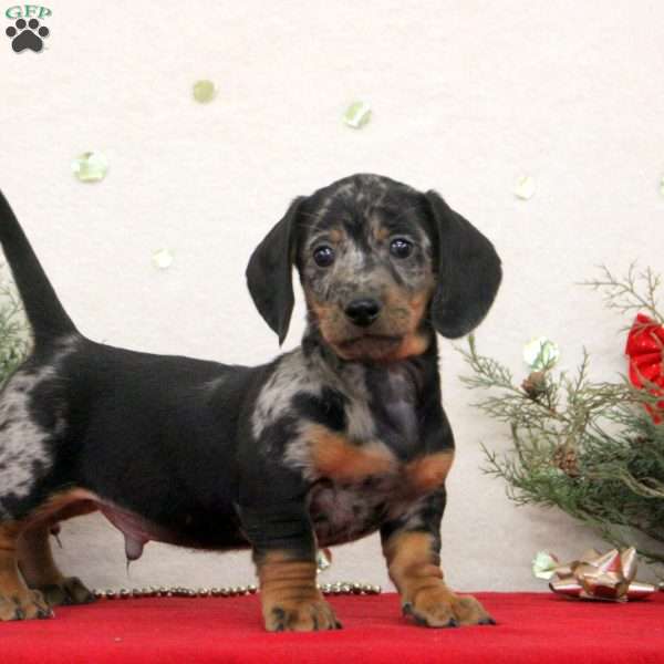 Cooper, Dachshund Puppy