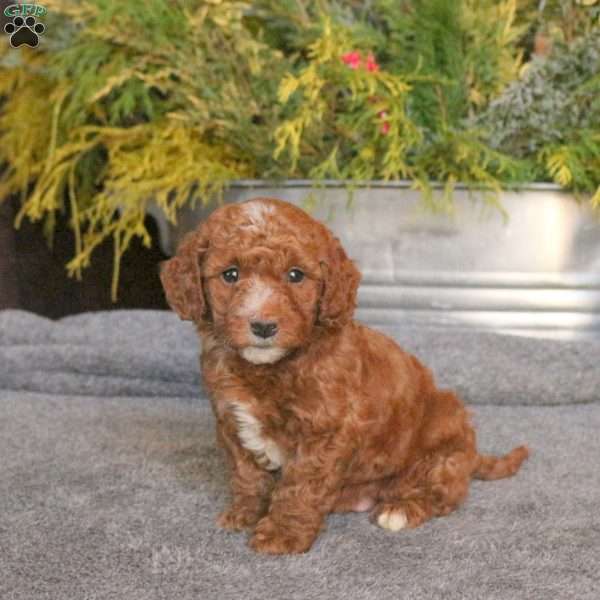 Cooper, Mini Goldendoodle Puppy