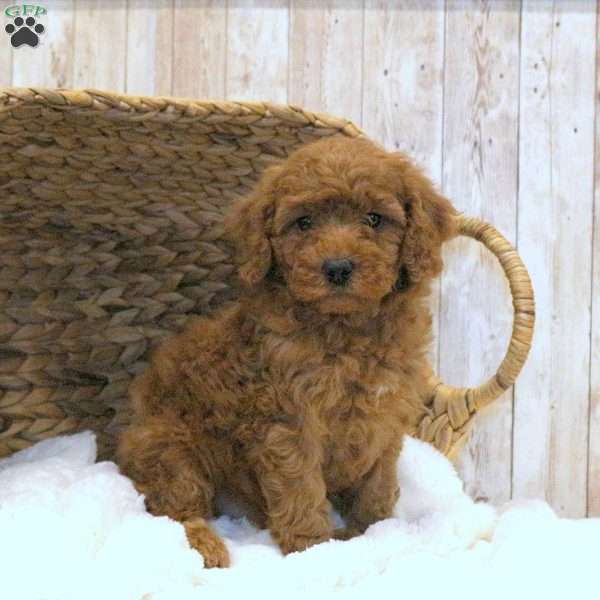 Cooper-F1BB, Mini Goldendoodle Puppy