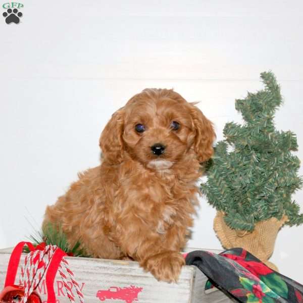 Cooper, Cavapoo Puppy
