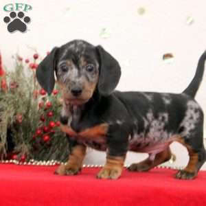 Cooper, Dachshund Puppy
