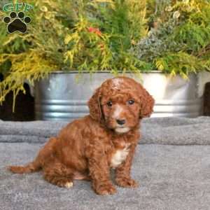 Cooper, Mini Goldendoodle Puppy