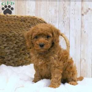 Cooper-F1BB, Mini Goldendoodle Puppy