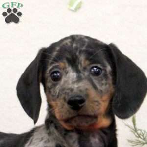 Cooper, Dachshund Puppy