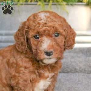 Cooper, Mini Goldendoodle Puppy