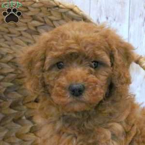 Cooper-F1BB, Mini Goldendoodle Puppy