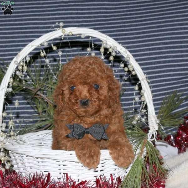 Copper, Toy Poodle Puppy
