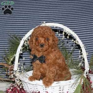 Copper, Toy Poodle Puppy