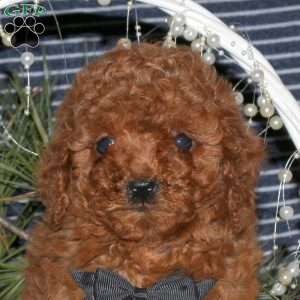 Copper, Toy Poodle Puppy