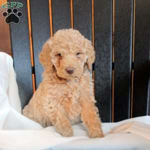 Cora, Goldendoodle Puppy