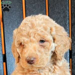 Cora, Goldendoodle Puppy