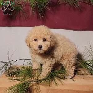 Cotton, Miniature Poodle Puppy