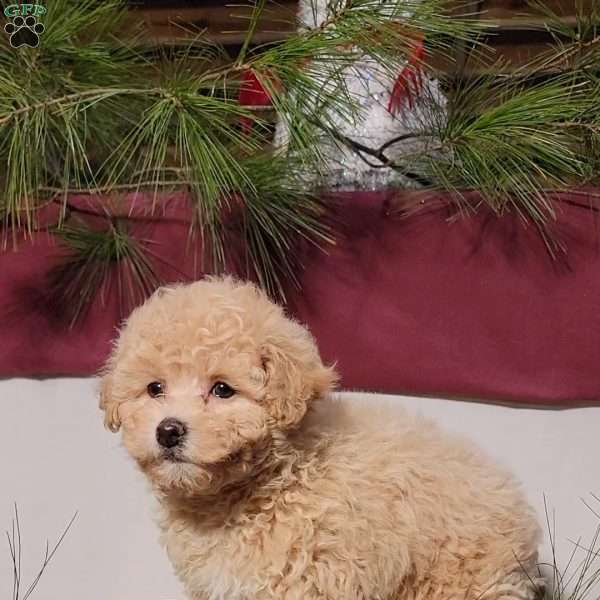 Cotton, Miniature Poodle Puppy