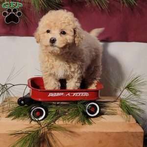 Cotton, Miniature Poodle Puppy