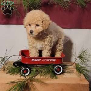 Cotton, Miniature Poodle Puppy