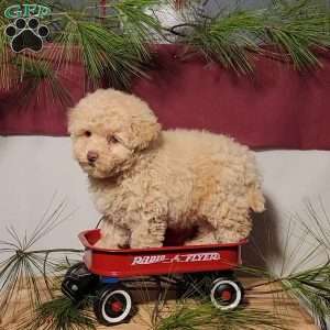 Cracker, Miniature Poodle Puppy