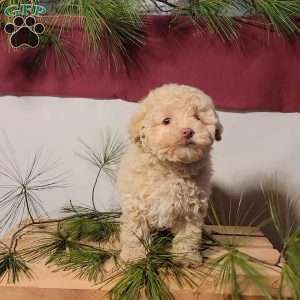Cracker, Miniature Poodle Puppy