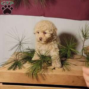 Cracker, Miniature Poodle Puppy