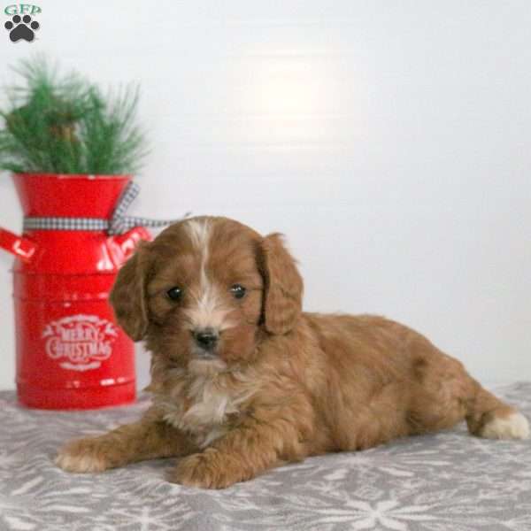Cranberry, Miniature Poodle Mix Puppy