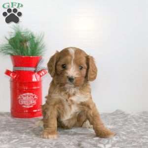 Cranberry, Miniature Poodle Mix Puppy